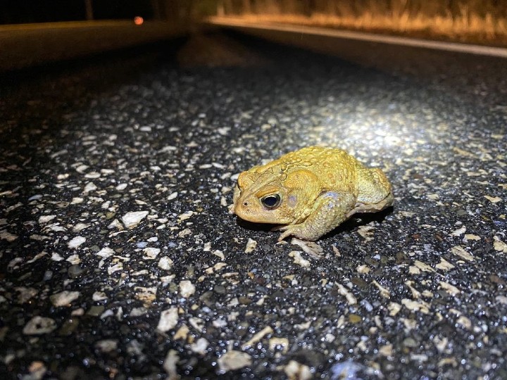 American Toad